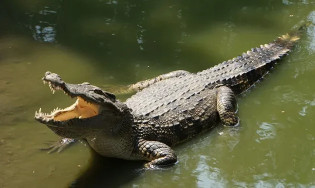 Reptil Besar Buaya Yang Mampu Membunuh Manusia