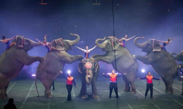 Pertunjukan Hiburan Sirkus Yang Ada Sejak Dulu