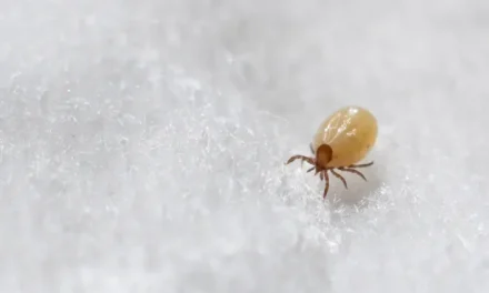 Serangga Tungau Yang Berdampak Buruk Terhadap Manusia