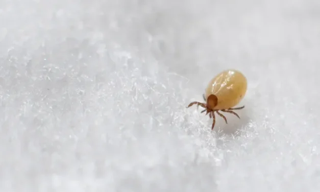 Serangga Tungau Yang Berdampak Buruk Terhadap Manusia