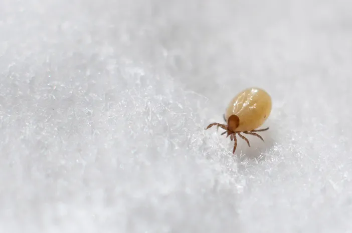 Serangga Tungau Yang Berdampak Buruk Terhadap Manusia