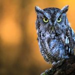 Hewan Nokturnal Pada Sebuah Spesies Burung Hantu