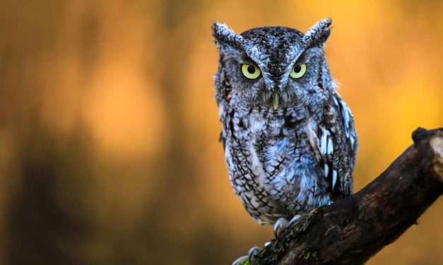 Hewan Nokturnal Pada Sebuah Spesies Burung Hantu