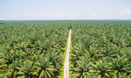 Pemanfaatan Tanaman Tropis Kelapa Sawit Di Indonesia