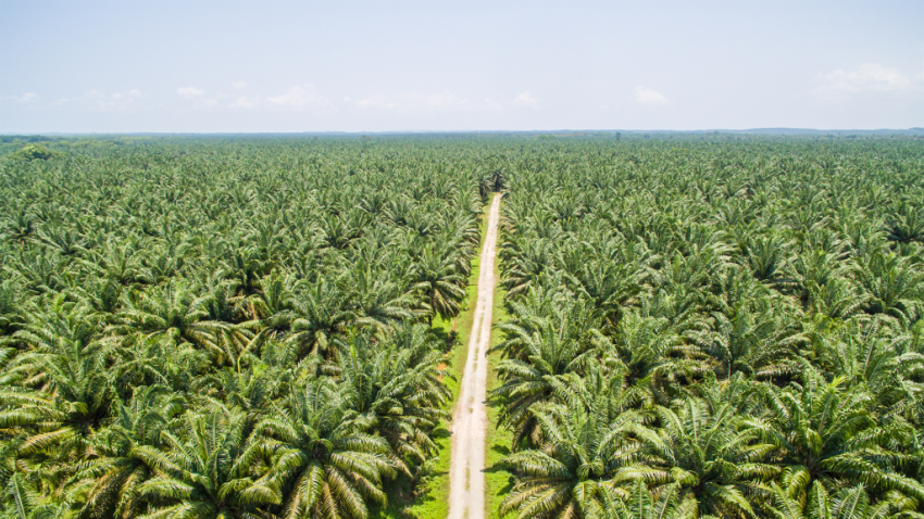 Pemanfaatan Tanaman Tropis Kelapa Sawit Di Indonesia