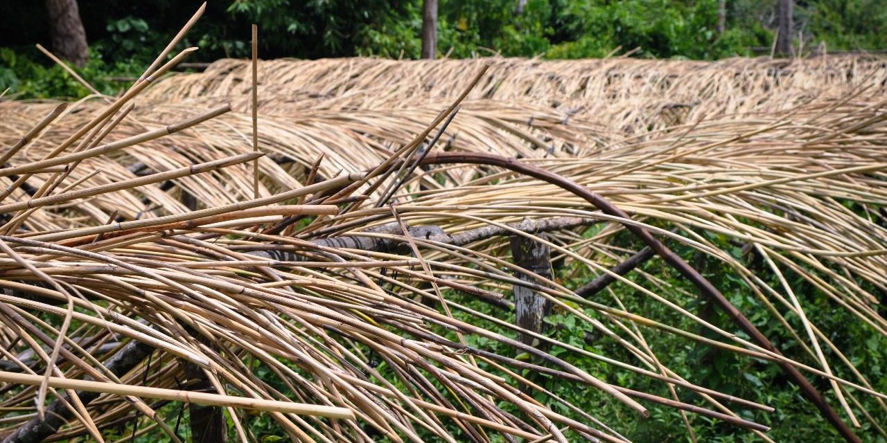 Tumbuhan Merambat Rotan Di Hutan Tropis