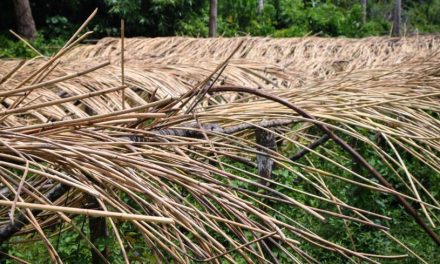 Tumbuhan Merambat Rotan Di Hutan Tropis