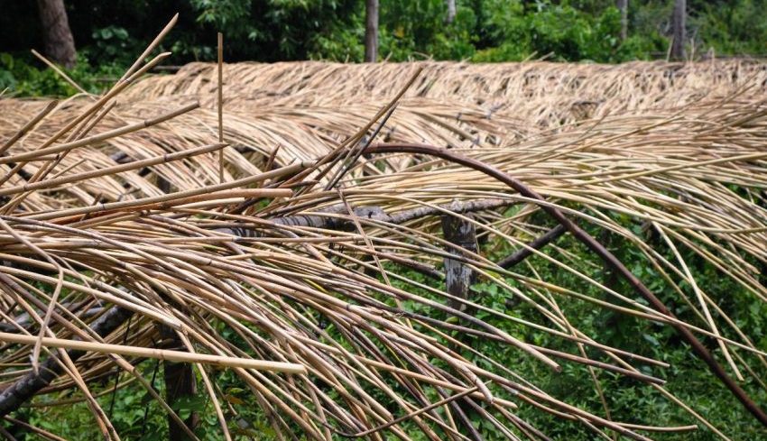 Tumbuhan Merambat Rotan Di Hutan Tropis