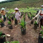 Penanaman Kebun Sawit Untuk Banyak Pemanfaatan