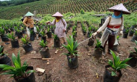 Penanaman Kebun Sawit Untuk Banyak Pemanfaatan