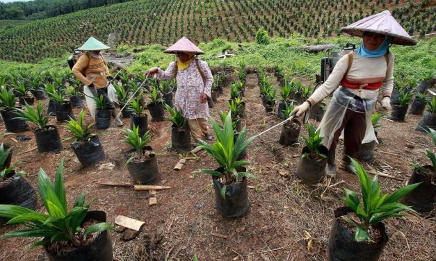 Penanaman Kebun Sawit Untuk Banyak Pemanfaatan