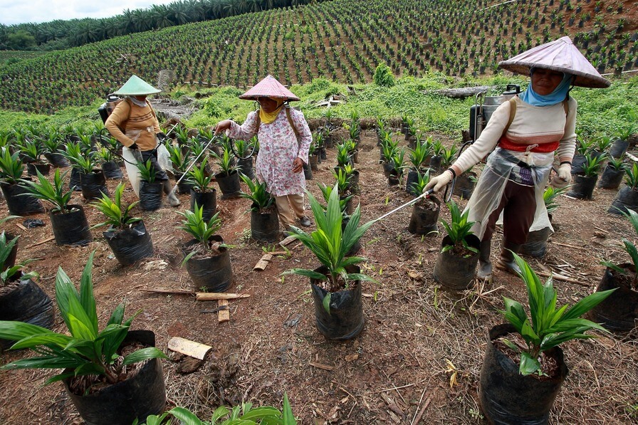 Penanaman Kebun Sawit Untuk Banyak Pemanfaatan