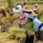 Mata Pencaharian Petani Memiliki Beberapa Manfaat