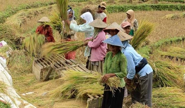 Mata Pencaharian Petani Memiliki Beberapa Manfaat