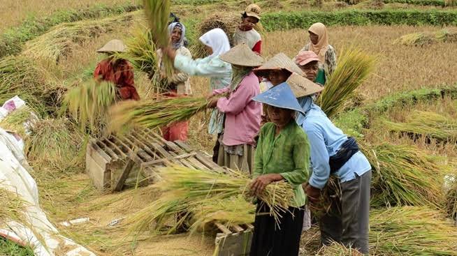 Mata Pencaharian Petani Memiliki Beberapa Manfaat
