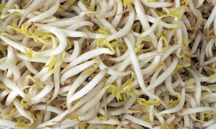 Sayuran Kecil Tauge Dengan Banyak Cara Pengolahan