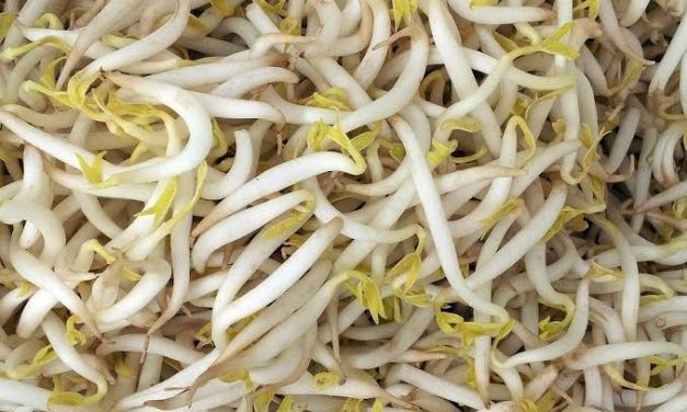 Sayuran Kecil Tauge Dengan Banyak Cara Pengolahan