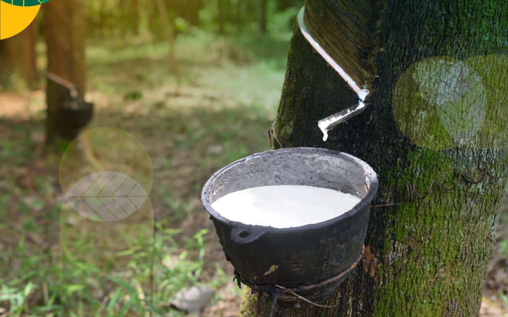 Keelastisan Produksi Karet Dari Sebuah Hasil Tanaman