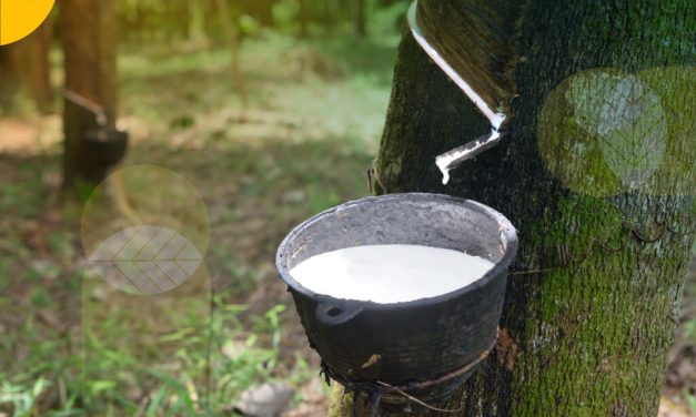 Keelastisan Produksi Karet Dari Sebuah Hasil Tanaman