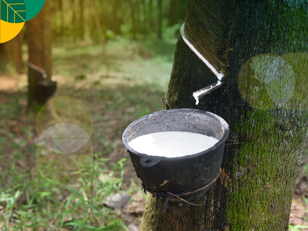 Keelastisan Produksi Karet Dari Sebuah Hasil Tanaman