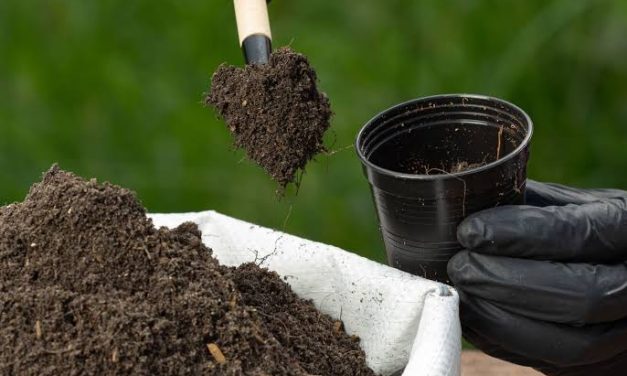 Sebuah Bahan Pupuk Untuk Penanaman Tumbuhan