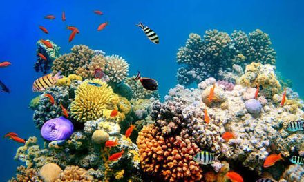 Suatu Tanaman Laut Terumbu Karang Yang Unik