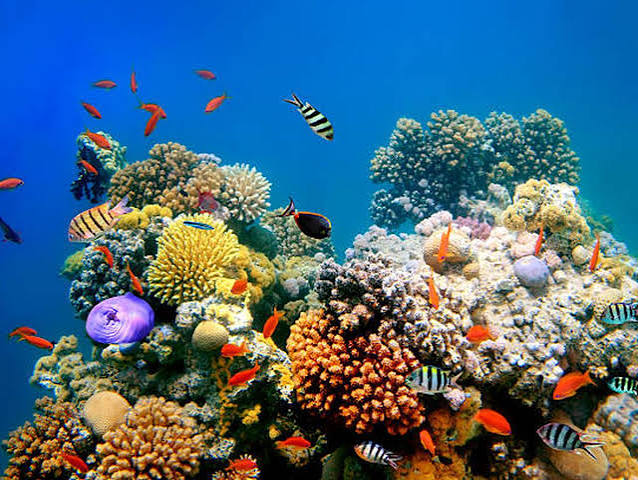 Suatu Tanaman Laut Terumbu Karang Yang Unik